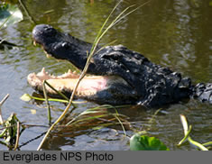 American Alligator