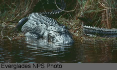 American Alligator Picture
