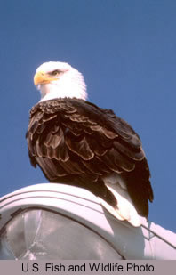 Bald Eagle Perched