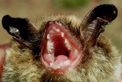 Long Eared Bat Photo