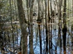 Big Thicket Photo