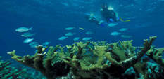 Divers and Elk Horn Coral