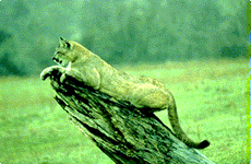 Florida Panther Crouched