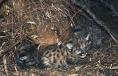 Florida Panther Cubs