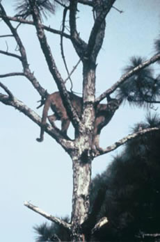 Florida-Panther-in-tree.jpg