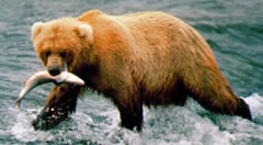 Katmai Grizzly Bear with Fish