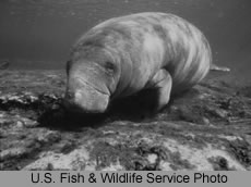 Florida Manatee