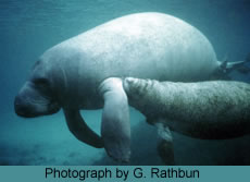 Manatee with Calf