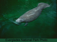 West Indian Manatee