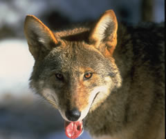 Red Wolf Panting Photo