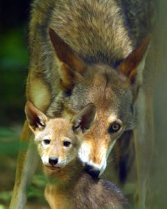 Red Wolf with Pup photo