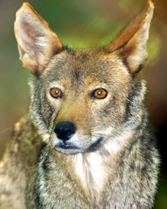 Red Wolf Photo