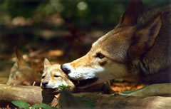 Red Wolf with Pup Photo