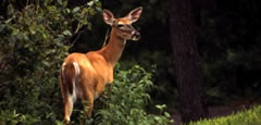 Shenandoah National Park