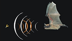 Bat Echolocation Picture