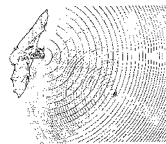 Bat Echolocation drawing