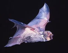 Hoary Bat Picture