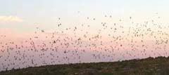 Bats at Carlsbad Caverns National Park