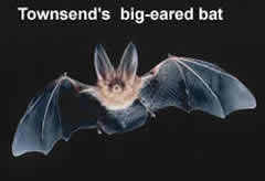 Townsends big-eared bat