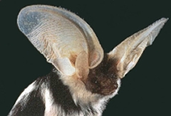 Big eared bat photo
