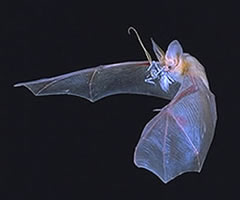 Bat flying picture