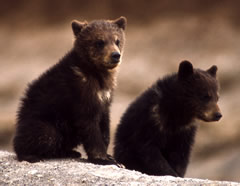 Bear Cubs