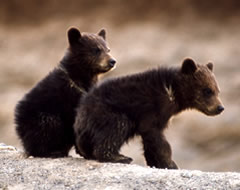 Grizzly Bear Cubs