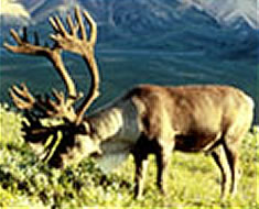 Caribou Feeding Photo