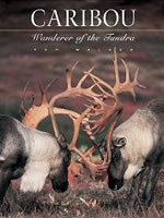 Caribou: Wanderer of the Tundra A good Photo Book