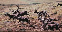 Caribou Herd Running Photo