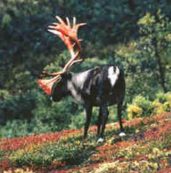 Caribou Photo