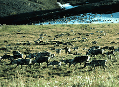 Caribou Herd Picture