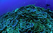 Coral Reef Picture 1
