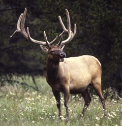 Bull Elk Picture Yellowstone