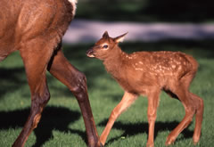 Cow Moose with Calve