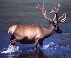 Bull Elk in Water Photo