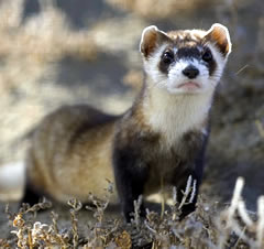 Black footed ferret photo