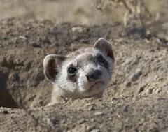 Black footed ferret