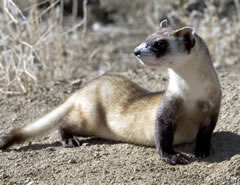 Black footed ferret picture