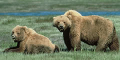 Grizzly Bear Pictures
