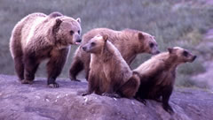 Grizzly Bear Group