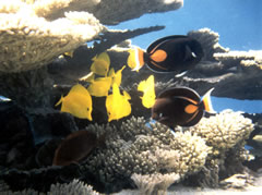 Coral Reef at Johnson National Wildlife Refuge