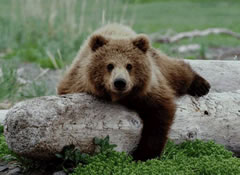 Katmai Grizzly Bear on a log