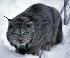 Lynx Crouching Photo