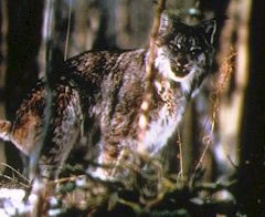 Lynx Picture