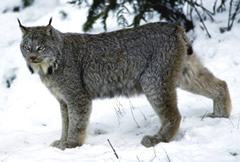 Canada Lynx standing picture