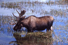 Moose Feeding Photo