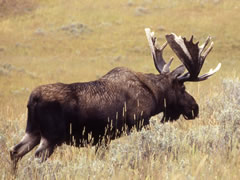 Moose on Plains