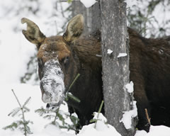 Moose in snow picture