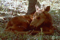 Moose Calve Photo